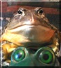 Webster the African Burrowing Bullfrog