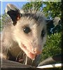 Max the Opossum