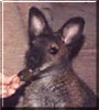 Buddy the Bennett Red Neck Wallaby