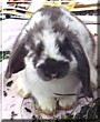 Studwell the Lop Eared Rabbit