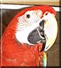Scarlet the Greenwing Macaw