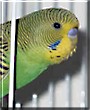 Bijou the Green and Yellow Budgie