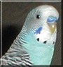 Chickpea the Budgie