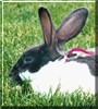 Chloe the Rex Rabbit