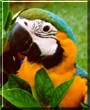 Baby the Blue and Gold Macaw