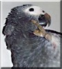 Rudy the Timneh African Grey