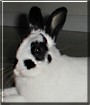 Harvey the Dwarf Rabbit