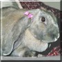 Dumbo the English Lop, Rex