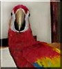 Shelby the Scarlet Macaw