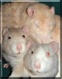 Blue, Beigy and Red the Rex Rats