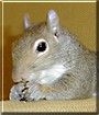 Peanut the Grey Squirrel