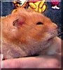 Ralph the Syrian Hamster