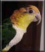 Skittles the White Bellied Caique