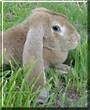Baby the English Lop