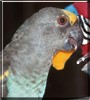 Leroy the Meyer Parrot