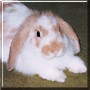 Roger the Mini Lop Rabbit