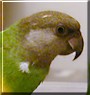 Kobee the Senegal Parrot