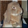 Bugs the French Lop