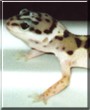 Eclipse the Leopard Gecko