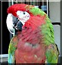 Elijah the Macaw Parrot