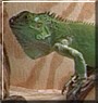Iggy the Green Iguana