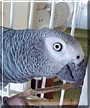 Louise the African Grey Parrot