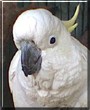 Cocky the Sulphur Crested Cockatoo