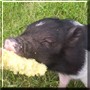 Madeline the Pot Bellied Pig