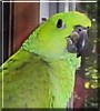 Kelli the Yellow Nape Amazon Parrot