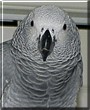 Bobby Lee the Congo African Grey Parrot