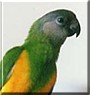 Oliver the Senegal Parrot