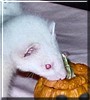 Jinks the Albino Ferret