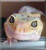 Tongs the Leopard Gecko