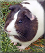 Csillag the Guinea Pig