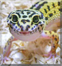 Tabasco the Leopard Gecko