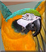 Kayko the Blue and Gold Macaw