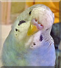 Archie the American Budgie