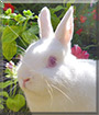 Miffy the Netherland Dwarf Rabbit