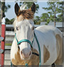 Gringo the American Paint Horse