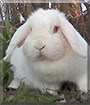 Schneeweißchen the Dwarf Lop Rabbit