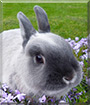 Tiffin the Netherland Dwarf Rabbit