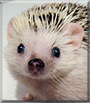 Robb the African Pygmy Hedgehog