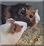 ČiČko & Mala Šapa the Guinea Pigs