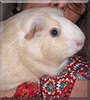 Charlotte the Guinea Pig
