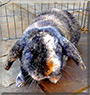 Louby Lou the Lop-Earred Rabbit