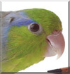 Max the Pacific Parrotlet