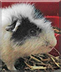 David the Teddy Guinea Pig