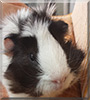 Oreo the Guinea Pig