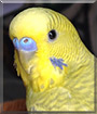Petey the Green Greywing Parakeet