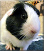 Yeager the Guinea Pig